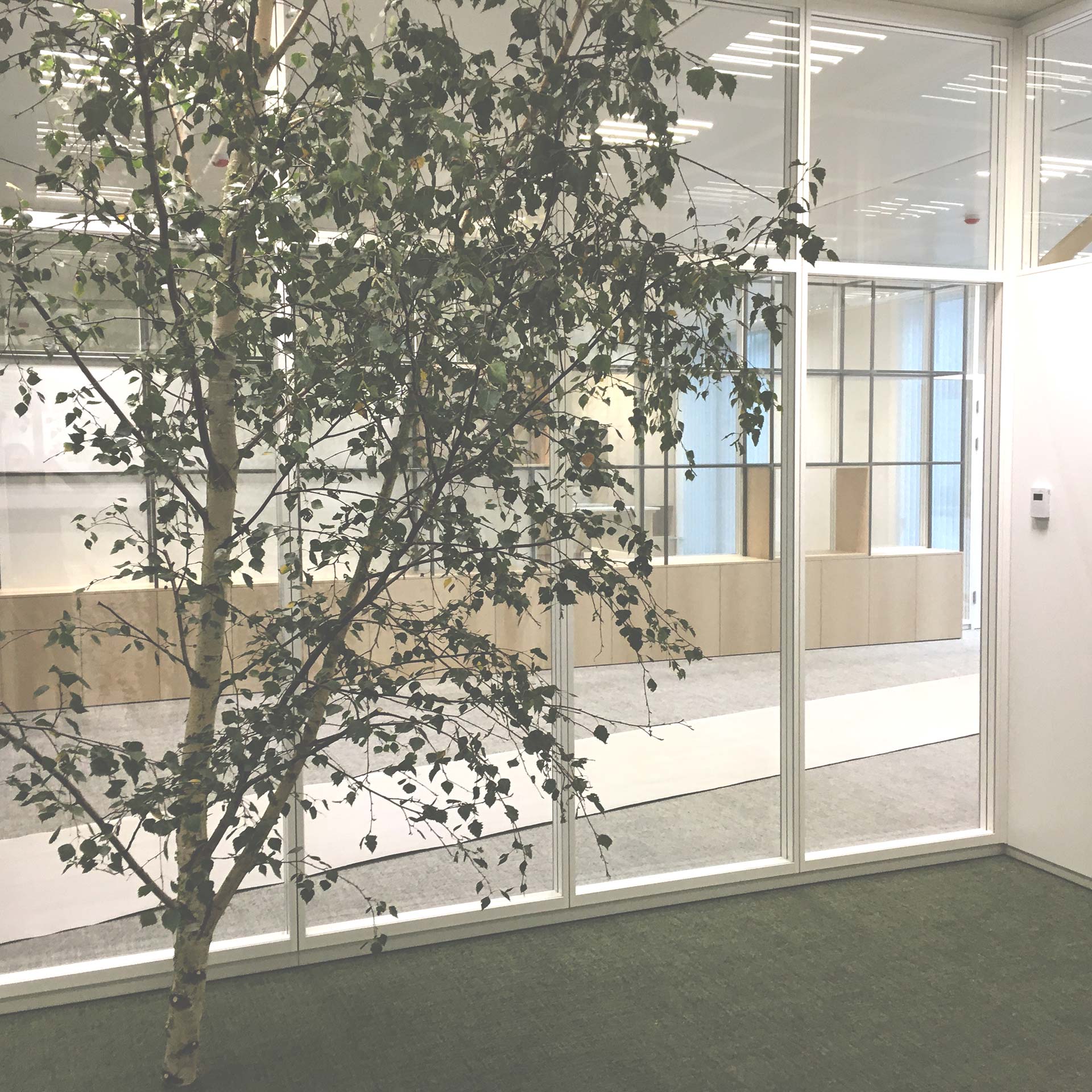 photograph of an office cubicle with a tree inside-(c)an vanderhoydonck&Stramien